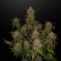 Lemon AK Auto (FastBuds) Feminiserade