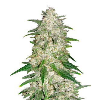 Gelato Auto (FastBuds) feminiserade