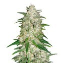 Gelato Auto (FastBuds) Feminiserade