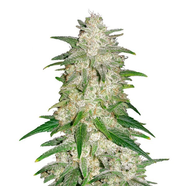 Gelato Auto (FastBuds) Feminiserade