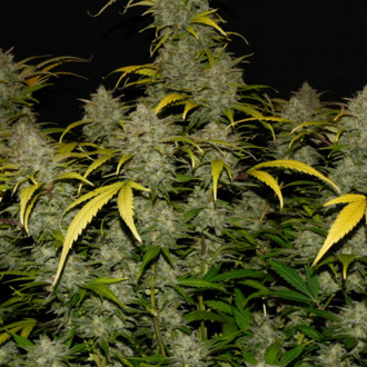 Gelato Auto (FastBuds) Feminiserade