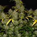 Gelato Auto (FastBuds) Feminiserade