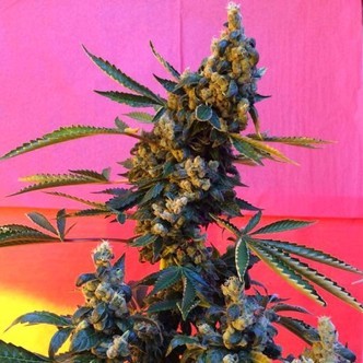 DeeDee (French Touch Seeds) feminiserade