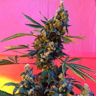 DeeDee (French Touch Seeds) regulj&auml;r
