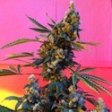 DeeDee (French Touch Seeds) reguljär