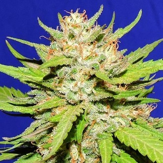 Wedding Cake (Original Sensible) Feminiserade cannabisfr&ouml;n