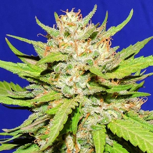 Wedding Cake (Original Sensible) Feminiserade