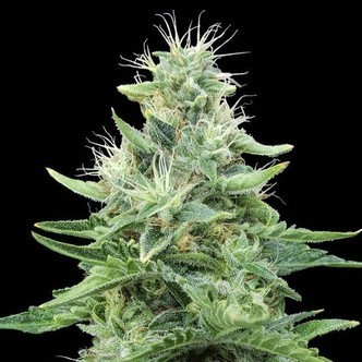 Gorilla Candy (Eva Seeds) feminiserade cannabisfr&ouml;n