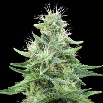 Gorilla Candy (Eva Seeds) Feminiserade