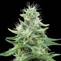 Gorilla Candy (Eva Seeds) Feminiserade