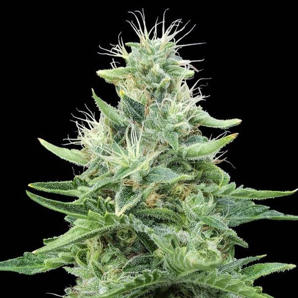 Gorilla Candy (Eva Seeds) Feminiserade
