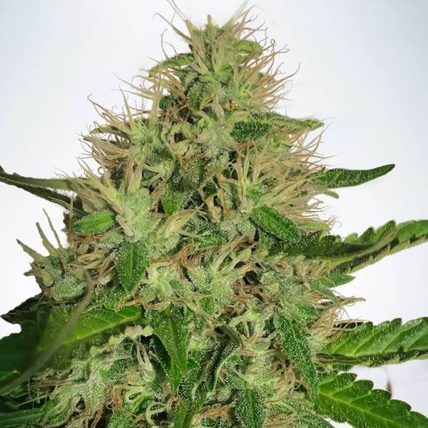Cannabis Light (Ministry Of Cannabis) Feminiserade