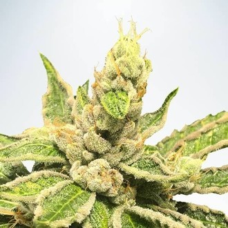Mamacita&rsquo;s Cookies (Ministry of Cannabis) Feminiserade