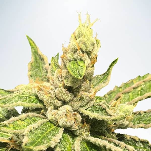 Mamacita’s Cookies (Ministry of Cannabis) Feminiserade