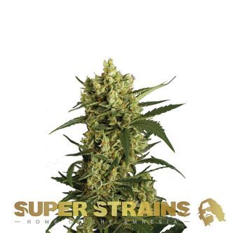 Crackers (Super Strains) feminiserade