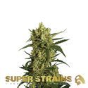 Crackers (Super Strains) Feminiserade
