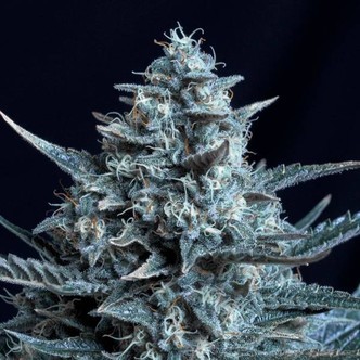 Blubonik (Genehtik Seeds) feminiserad