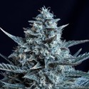 Blubonik (Genehtik Seeds) Feminiserade
