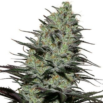 Morpheus (Buddha Seeds) Feminiserade