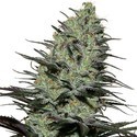 Morpheus (Buddha Seeds) Feminiserade