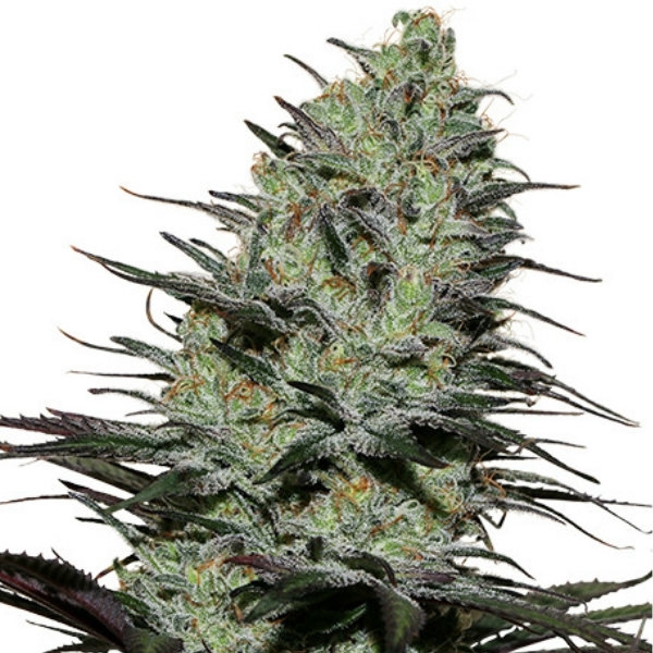 Morpheus (Buddha Seeds) Feminiserade