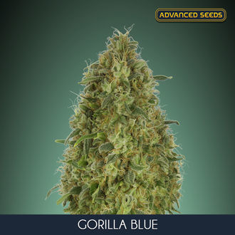 Gorilla Blue (Advanced Seeds) Feminiserade