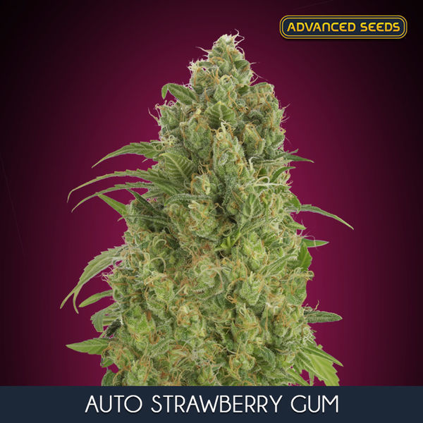 Auto Strawberry Gum (Advanced Seeds) Feminiserade