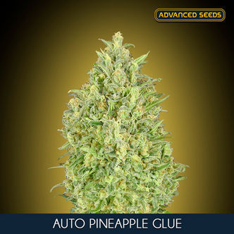 Auto Pineapple Glue (Advanced Seeds) feminiserade