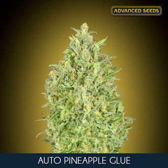 Auto Pineapple Glue (Advanced Seeds) Feminiserade