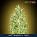 Auto Pineapple Glue (Advanced Seeds) Feminiserade