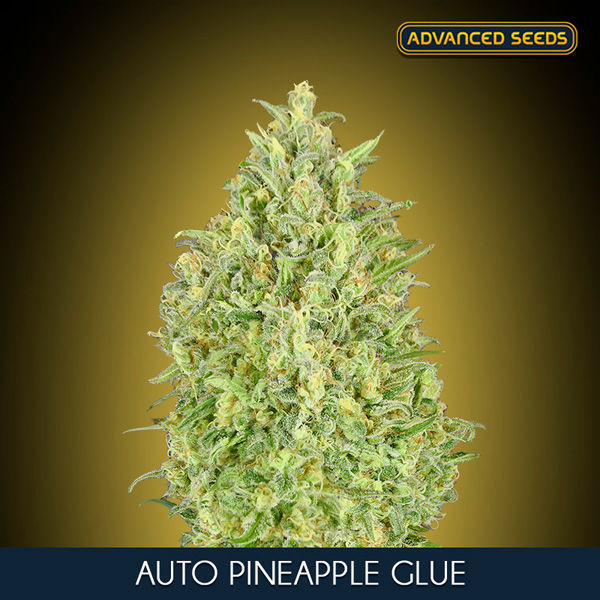 Auto Pineapple Glue (Advanced Seeds) Feminiserade
