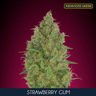 Strawberry Gum (Advanced Seeds) feminiserade
