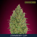 Strawberry Gum (Advanced Seeds) Feminiserade