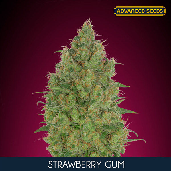 Strawberry Gum (Advanced Seeds) Feminiserade