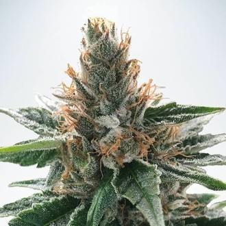 God's Glue (Ministry Of Cannabis) Feminiserade