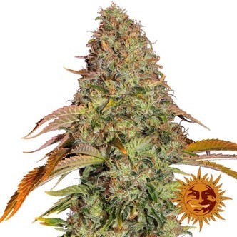 Zkittlez OG Auto (Barney's Farm) feminiserade cannabisfr&ouml;n
