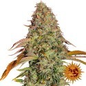 Zkittlez OG Auto (Barney's Farm) Feminiserade