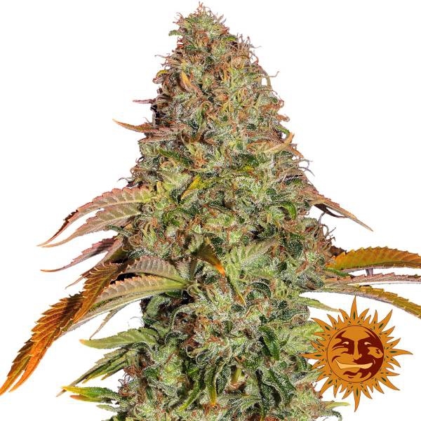 Zkittlez OG Auto (Barney's Farm) Feminiserade