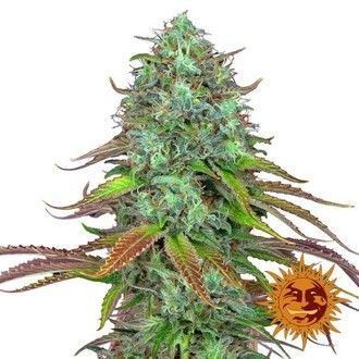 LSD Auto (Barney's Farm) Feminiserade