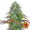 LSD Auto (Barney's Farm) Feminiserade