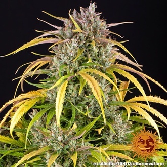 LSD Auto (Barney's Farm) Feminiserade