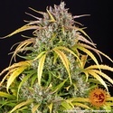 LSD Auto (Barney's Farm) Feminiserade