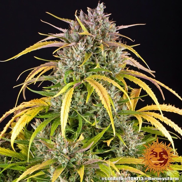 LSD Auto (Barney's Farm) Feminiserade