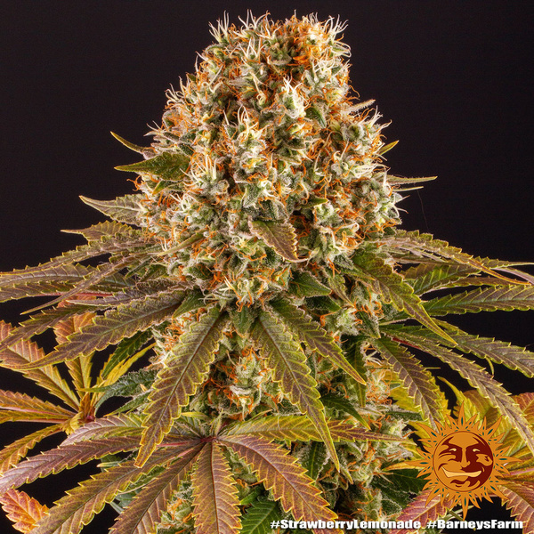 Strawberry Lemonade (Barney's Farm) Feminiserade