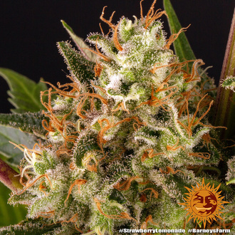 Strawberry Lemonade (Barney's Farm) Feminiserade