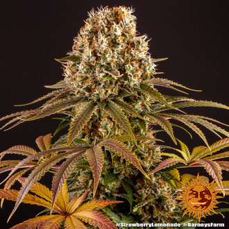 Strawberry Lemonade (Barney's Farm) Feminiserade