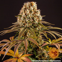 Strawberry Lemonade (Barney's Farm) Feminiserade