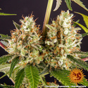 Strawberry Lemonade (Barney's Farm) Feminiserade