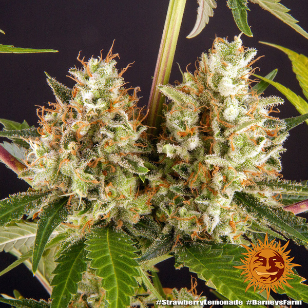 Strawberry Lemonade (Barney's Farm) Feminiserade