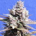 Gelato (Original Sensible) Feminiserade